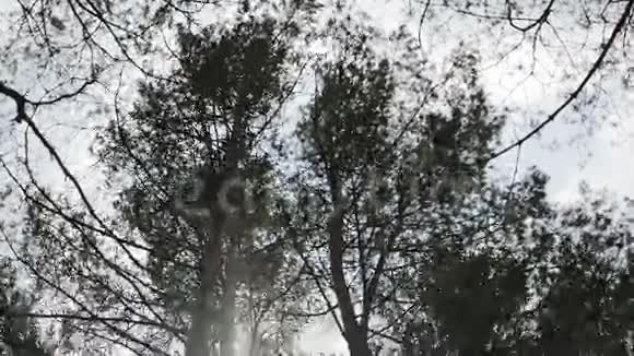 有阳光的松林视频的预览图
