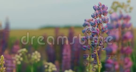 夏田草甸中的野花羽扇豆丛卢平俗称卢平或卢平是一种开花的属视频的预览图