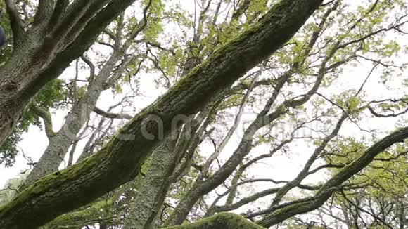 一棵老橡树美丽的枝条视频的预览图