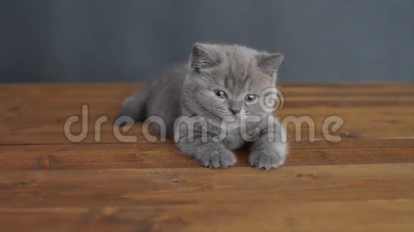 小猫躺在木地板上视频的预览图