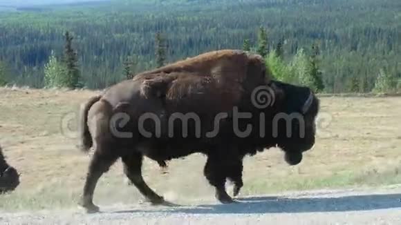 一只雄性野牛在阿拉斯加高速公路旁行走视频的预览图