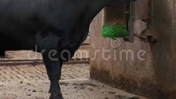 农场生活方式大牛用绿色和黄色的刷子清洁自己的农场视频的预览图