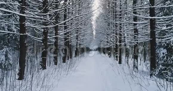 空中视频美丽的森林景观在冬天小巷的雪树摄像机向后移动视频的预览图