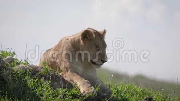 非洲狮卧在草原的草地上视频的预览图