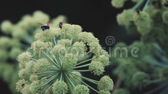 蜜蜂和大黄蜂收集花粉视频的预览图