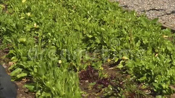 爱尔兰的绿叶蔬菜视频的预览图