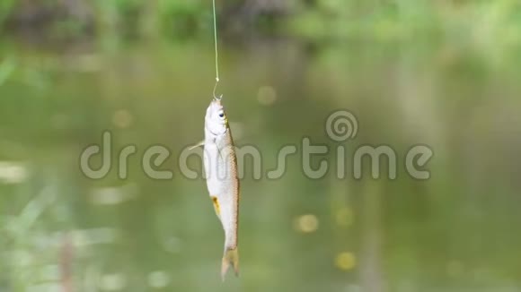捕获的鱼在悬挂在钓鱼线上的钩子上悬挂着捕鱼慢动作视频的预览图