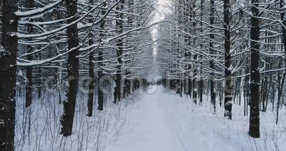 空中视频美丽的森林景观在冬天小巷的雪树摄像机向后移动视频的预览图