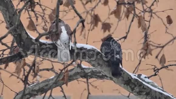 雪花飘落时树枝上的野鸽子视频的预览图