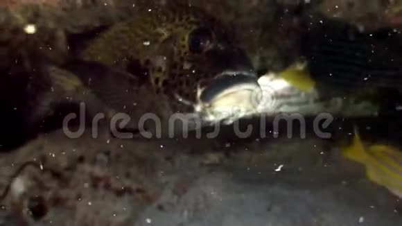 马尔代夫珊瑚礁海底背景下的黄斑鱼视频的预览图