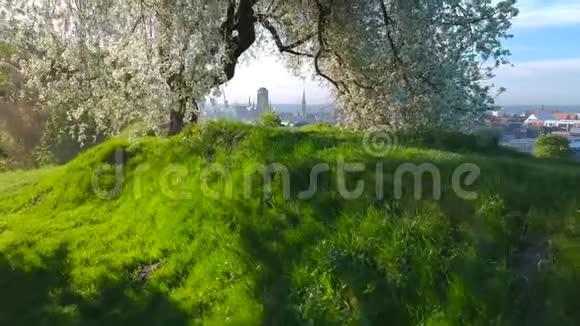 格但斯克老城美丽的建筑公园里美丽的花树和格但斯克的城市景观视频的预览图