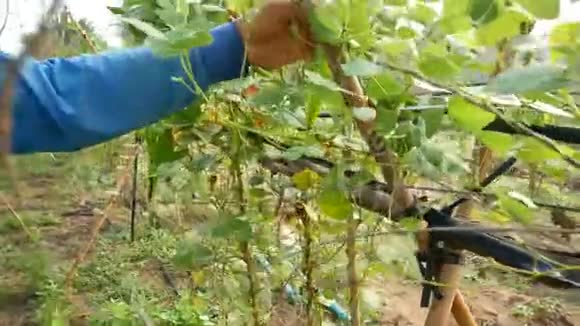 农民在农村农场收获新鲜绿色蔬菜的手视频的预览图