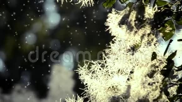 植物蓬松的白色花朵在背景下的阳光下发光视频的预览图