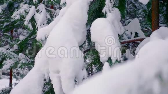 冬天雪中的绿视频的预览图