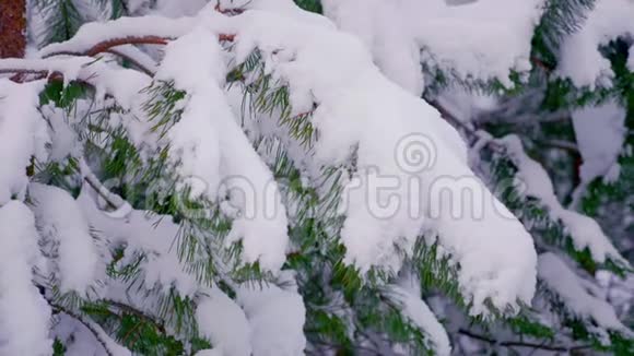 冬天雪中的绿视频的预览图