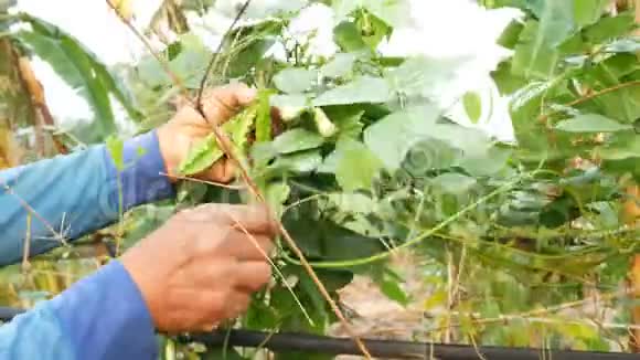 农民在农村农场收获新鲜绿色蔬菜的手视频的预览图