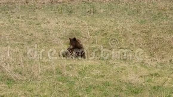 一只孤独的棕熊在路边吃草视频的预览图