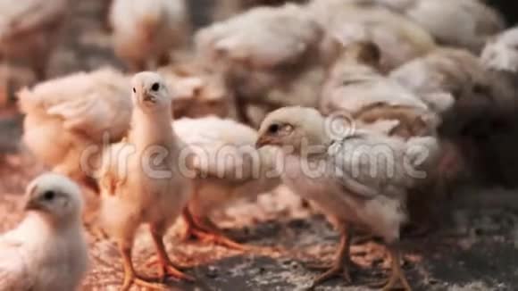 许多雏鸡在家禽养殖场叽叽喳喳地叫着跑着玩着视频的预览图