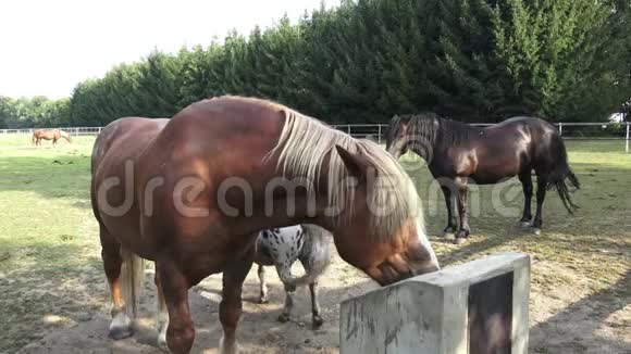 马在农场喝水视频的预览图