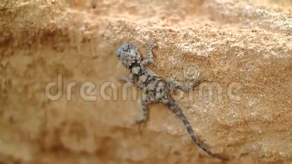 沙漠中的蜥蜴爬行动物视频的预览图