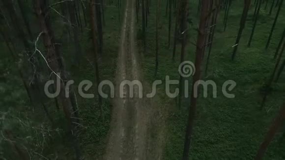 立陶宛的森林立陶宛首都维尔纽斯附近的青松林视频的预览图