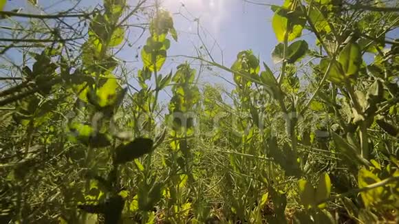绿豌豆在田野里生长映衬着蓝天和阳光照进相机从下往上看视频的预览图
