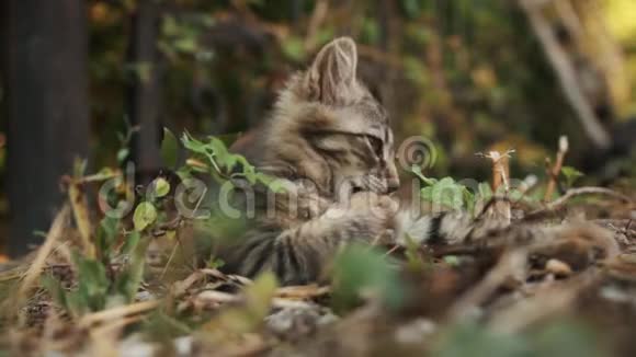 灰色森林野生小猫在明亮的阳光下在树下特写视频的预览图
