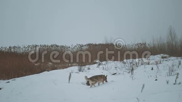 混种狗狗狗在冰冻的河流上的芦苇附近散步雾蒙蒙的多云天气在河流附近的森林里慢慢视频的预览图