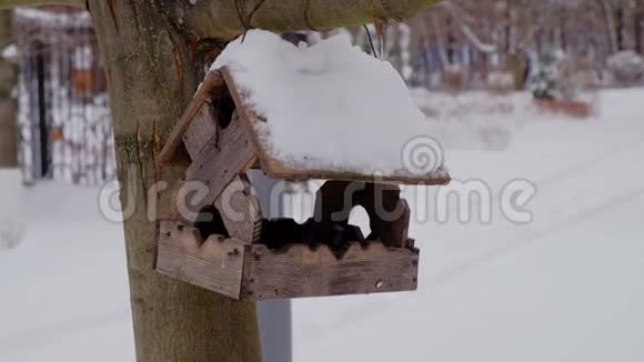 在冬季用木鸟喂食器喂鸟视频的预览图