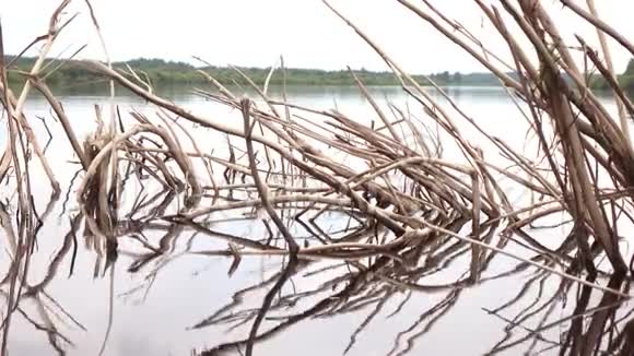 一棵枯树伸出水面视频的预览图