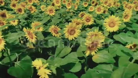 向日葵草甸在盛夏视频的预览图