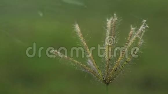 水滴喷洒在草花上视频的预览图