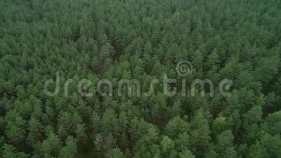 立陶宛的森林靠近立陶宛首都维尔纽斯的青松林视频的预览图
