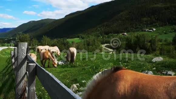 峡湾马在山坡草地上吃草视频的预览图