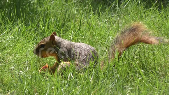 狐狸松鼠吃桃子视频的预览图