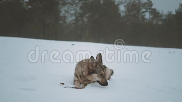 这条狗躺在冰冻的河边的雪地上雾蒙蒙的天气在河边的森林里冬天慢视频的预览图