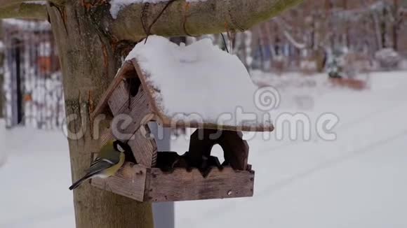 在冬季用木鸟喂食器喂鸟视频的预览图