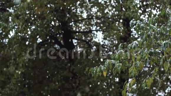雪景特写雪花从天上飘落到树的绿叶上视频的预览图