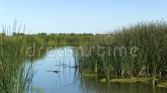 湿地水和绿茵芦苇视频的预览图