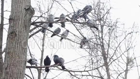 鸽子坐在树上视频的预览图