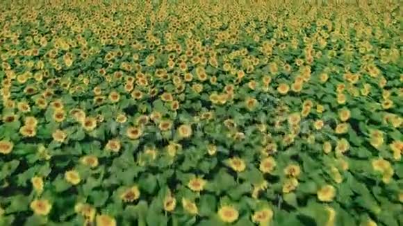 向日葵草甸在盛夏视频的预览图