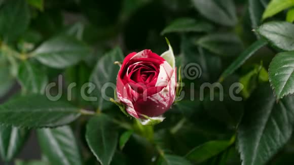阿布拉卡达布拉玫瑰花蕾开放视频的预览图