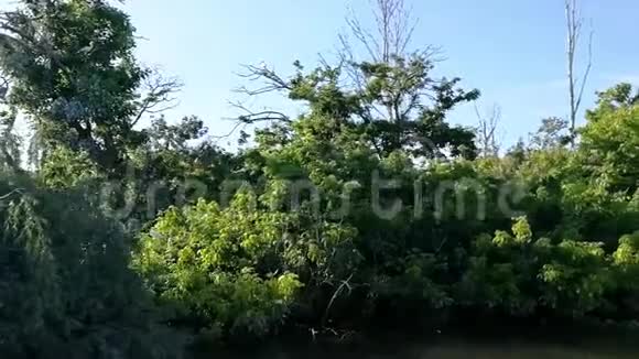 葡萄牙特霍河上的苍鹭保护区视频的预览图