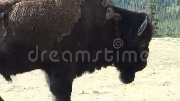 尤肯地区一头粗大的雄性野牛的特写镜头视频的预览图