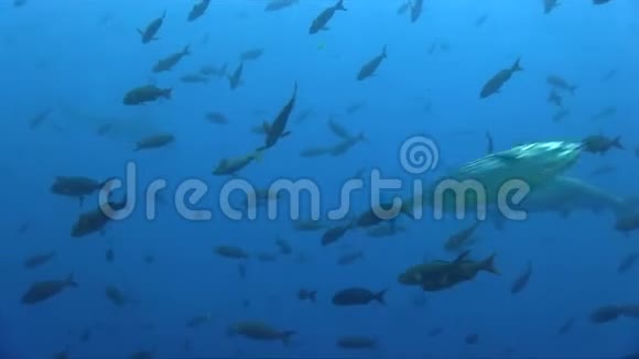 刮目相看的锤头鲨Sphyrnalewini周围清洁站狼岛加拉帕戈斯群岛视频的预览图