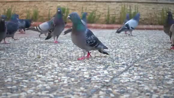 一群在公园里觅食的鸽子的特写镜头视频的预览图