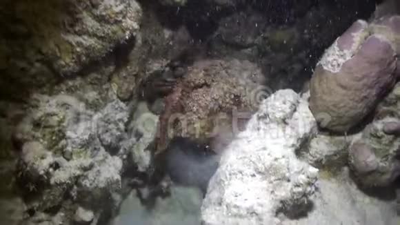 疣状疣鱼对海底红海非常有毒视频的预览图