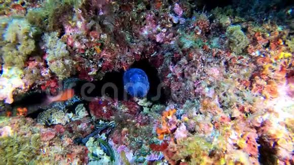 深潜水肺鳗鱼在五颜六色的珊瑚礁声音上视频的预览图