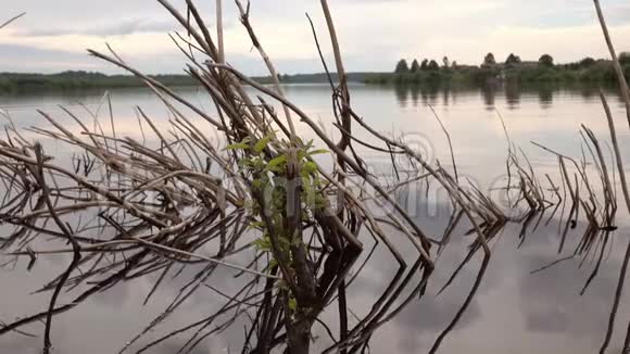 一棵枯树伸出水面视频的预览图