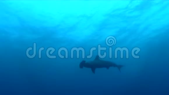 刮目相看的锤头鲨Sphyrnalewini周围清洁站狼岛加拉帕戈斯群岛视频的预览图